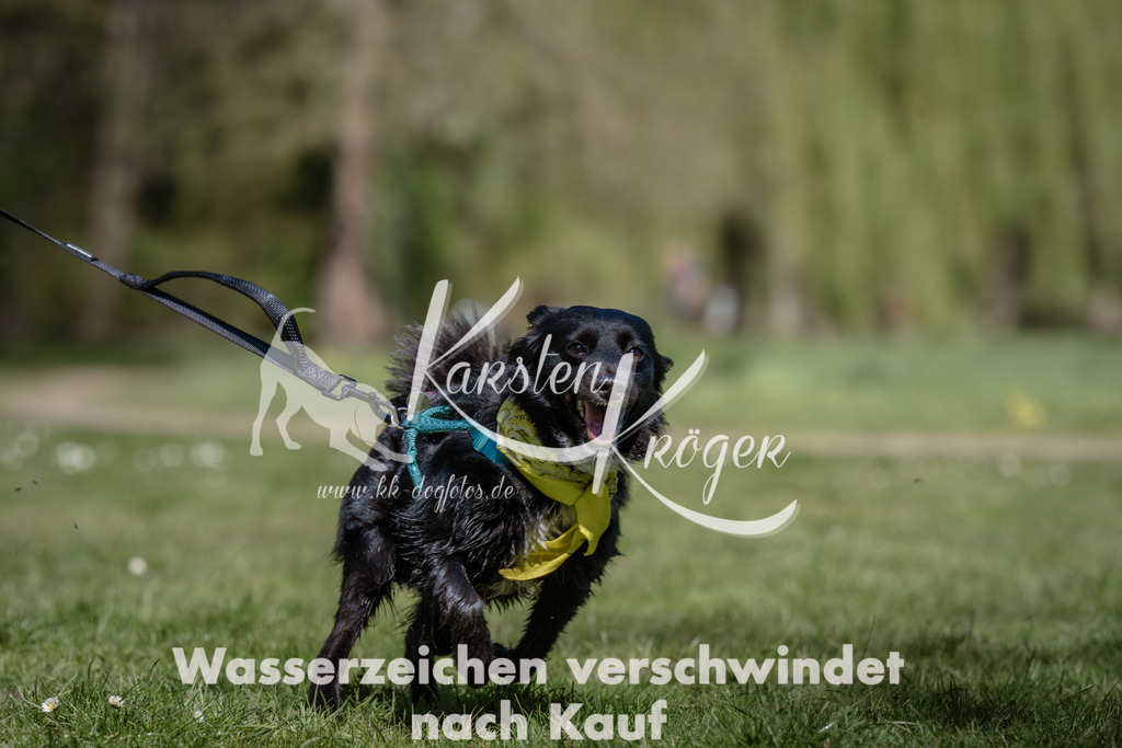 1221_ZZ91208 | kk-dogfotos