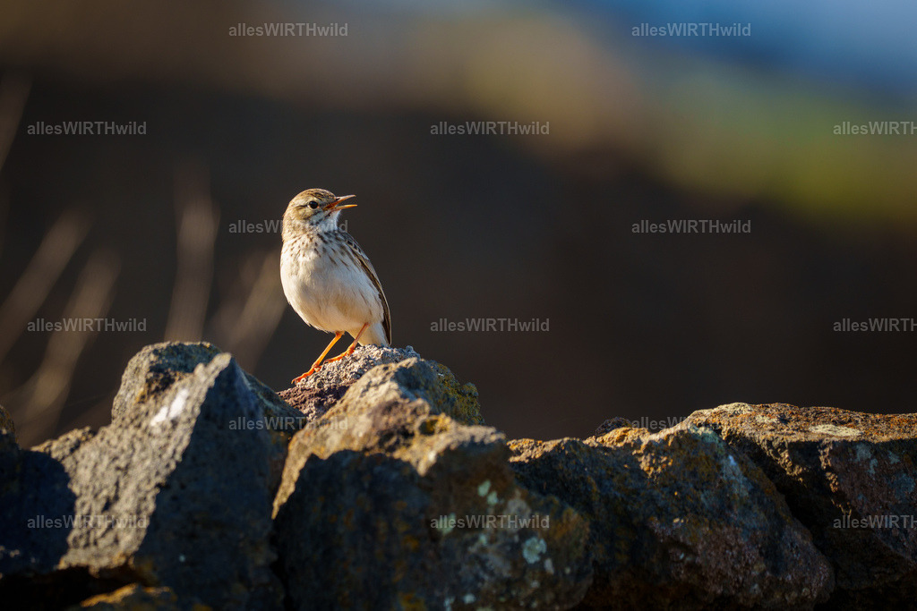 allesWIRTHgut Tierfotografie - allesWIRTHgut.de - 7IV02801 | Entdecke die faszinierende Welt der Natur- und Wildlife-Fotografie von Daniel und Bärbel. Inspirierende Bilder von wilden Tieren und kleinen Naturwundern.
