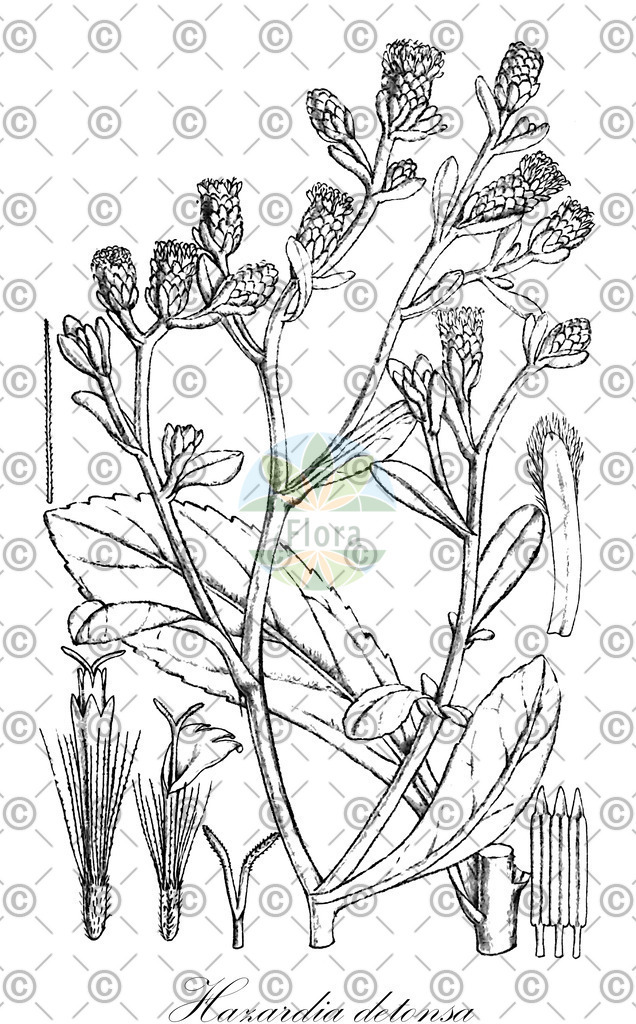 HistAbb_wfo-0000716240_2_ENZY_Simple | Historische Abbildung von Hazardia detonsa - Asteraceae | Historical Illustration of Hazardia detonsa - Asteraceae