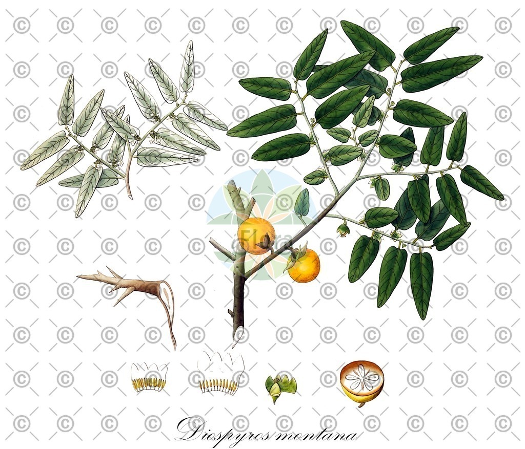 HistAbb_wfo-0000943698_1_ENZY_Simple | Historische Abbildung von Diospyros montana - Ebenaceae | Historical Illustration of Diospyros montana - Ebenaceae