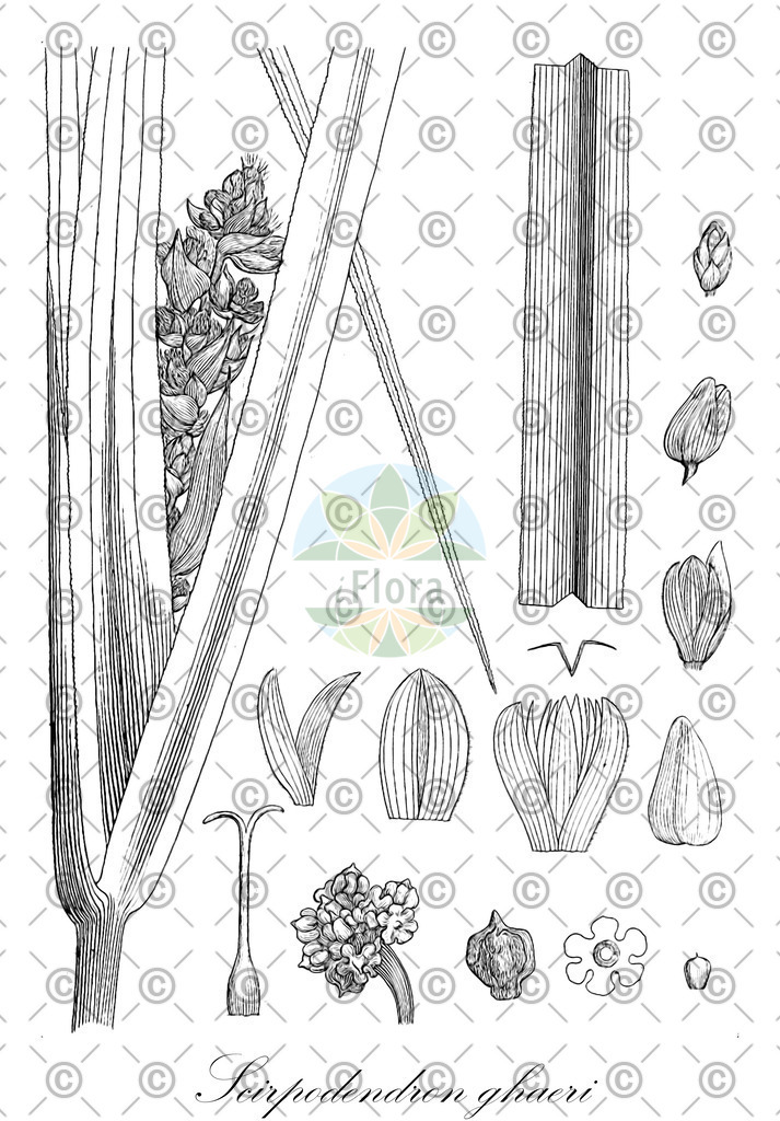 HistAbb_EMP_1807_SRC_Schlechtendal_FLORAD_SIMPLE | Historische Abbildung von Scirpodendron ghaeri - Cyperaceae | Historical Illustration of Scirpodendron ghaeri - Cyperaceae