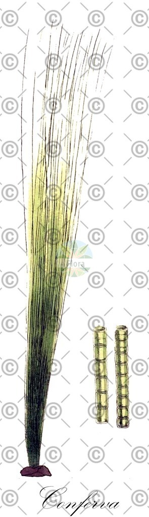 HistAbb_3T47_3_ENZY_Simple | Historische Abbildung von Conferva - Cladophoraceae (0) | Historical Illustration of Conferva - Cladophoraceae (0)