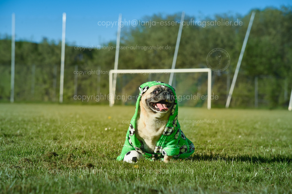Dog - Pug - as a mascot for football | Der kleine Hund sitzt auf dem Fußballplatz. Der Mops trägt einen grünen Mantel
 mit Fußballmotiven. Er ist aufmerksam und bewacht einen kleinen Fußball. Es ist ein sonniger Tag auf dem Rasenplatz.