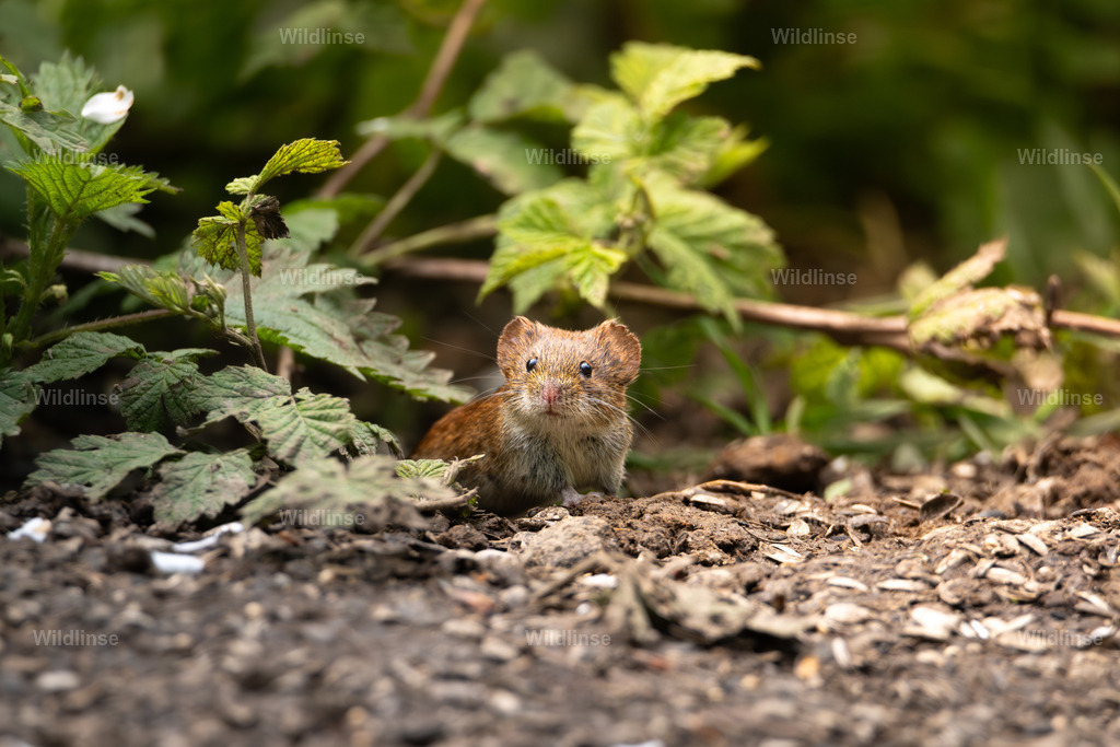 Wildlinse-240428-1 | Willkommen bei Wildlinse. Wildtierfotografien aus Schleswig-Holstein: Entdecke einzigartige Fine-Art-Prints und Poster, die Ruhe, Wildnis und die Schönheit unserer heimischen Tierwelt in dein Zuhause bringen. - Realisiert mit Pictrs.com