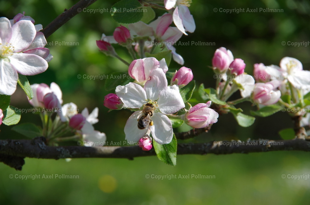 IMGP0306 | fotografiert von Axel PollmannLeonhardi Wallfahrt Benediktbeuern und Murnau, Fronleichnam, Fasching, Landschaft im Loisachtal und Benediktbeuern  - Realisiert mit Pictrs.com