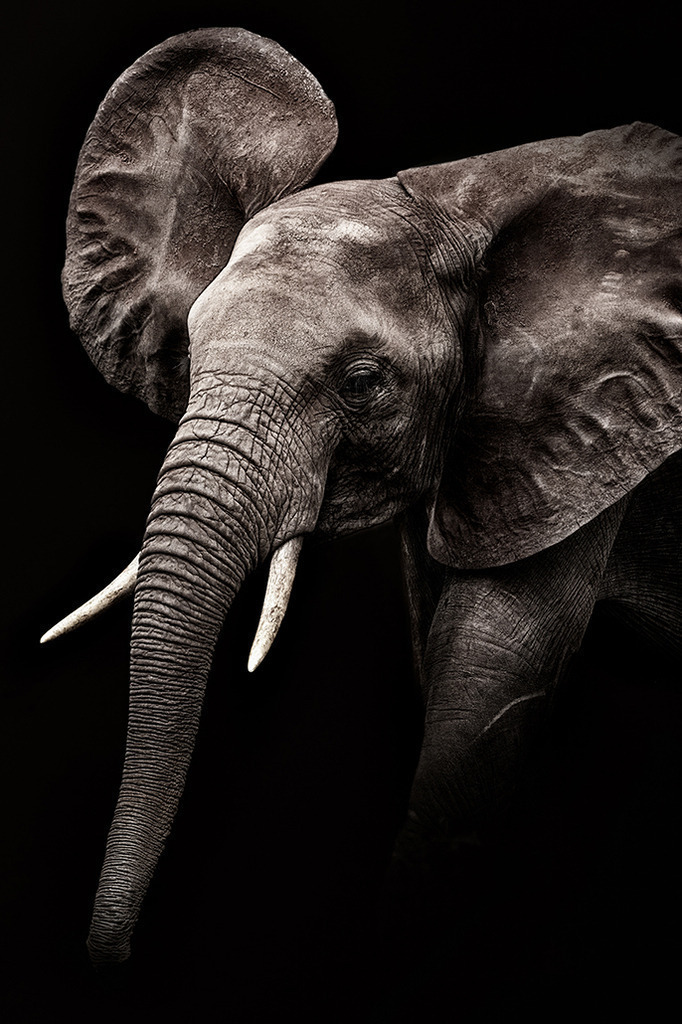 Junger Elefant (Low Key) | Kenia | Premium-Wandbild von justsomewhere.com: Ein ausdrucksstarkes Low-Key-Porträt eines jungen afrikanischen Elefanten aus Kenia, dessen feine Hautstrukturen und große Ohren effektvoll aus der Dunkelheit hervortreten. - Realisiert mit Pictrs.com