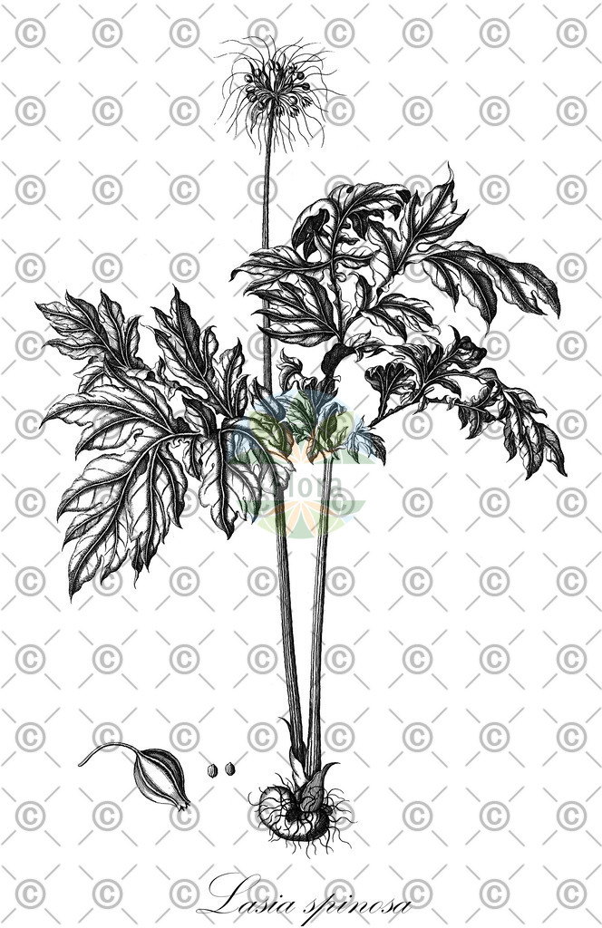HistAbb_wfo-0000877532_1_ENZY_Simple | Historische Abbildung von Lasia spinosa - Araceae | Historical Illustration of Lasia spinosa - Araceae