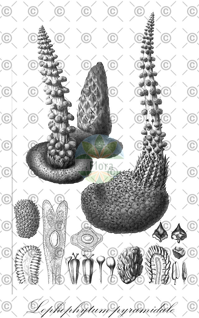 HistAbb_wfo-0000366513_1_ENZY_Simple | Historische Abbildung von Lophophytum pyramidale - Balanophoraceae | Historical Illustration of Lophophytum pyramidale - Balanophoraceae