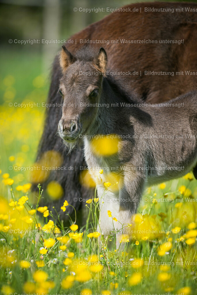 20150507_Fohlen_0022 | equistock