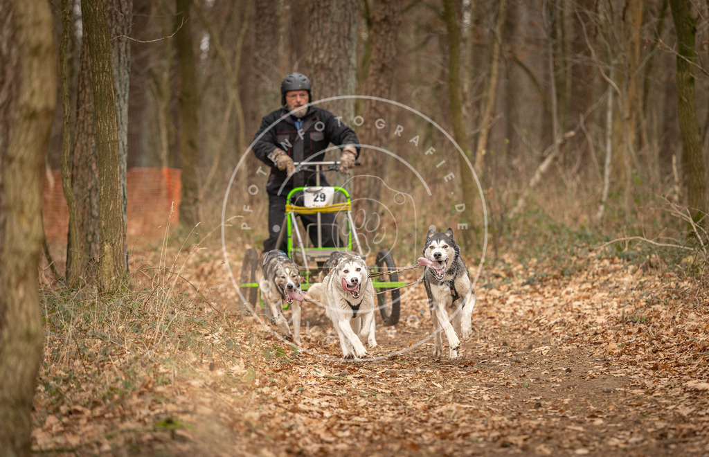 Pfotenfotografie_DV3A8830 | Hundefotografie, Tierfotograf, Pfotenfotografie, Fotoshooting Hund, Hunde Portrait, Hundesport, Hundeportraits, Heideshooting, Hunde, Sportfotograf, Hundefotograf, Turnierhundsport, THS,  - Realisiert mit Pictrs.com