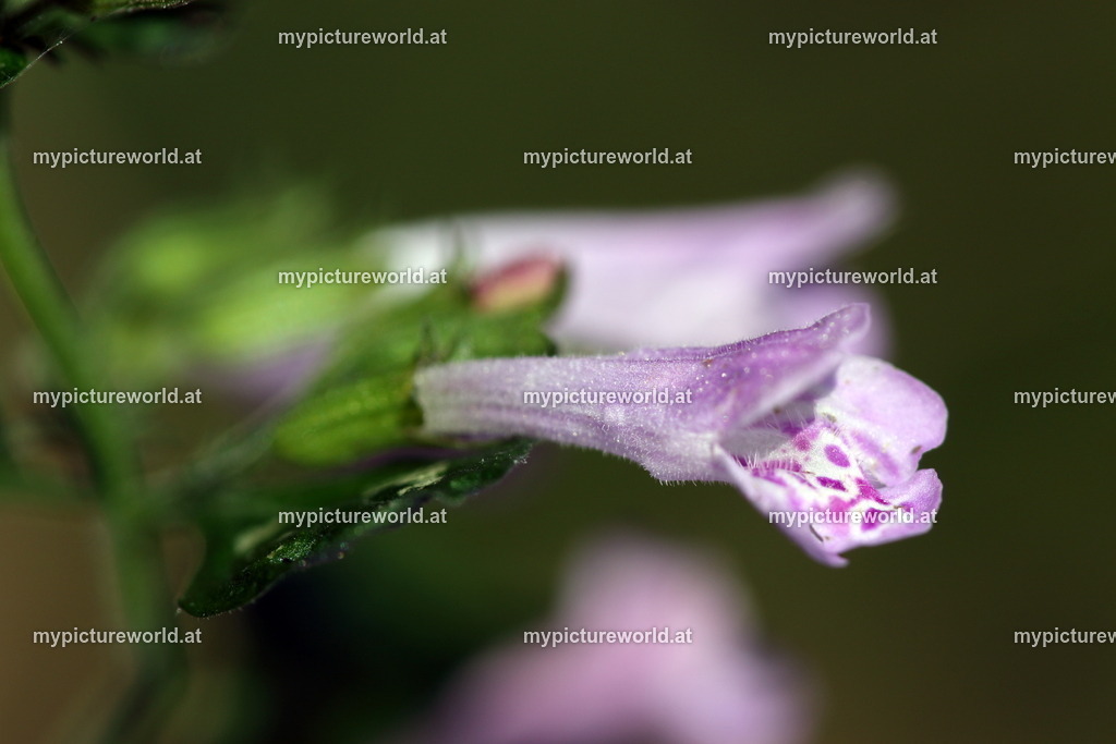 Wald-Bergminze-003 | Das Bilderarchiv über Tiere, Planzen und Landschaften. In der Bilddatenbank finden Sie ein große Auswahl an hochwertigen Bilder für Ihre Werbung - Realisiert mit Pictrs.com