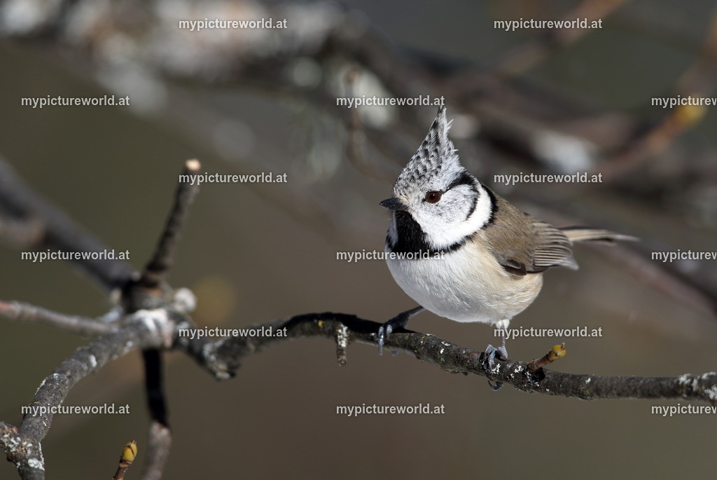 Haubenmeise-002 | Das Bilderarchiv über Tiere, Planzen und Landschaften. In der Bilddatenbank finden Sie ein große Auswahl an hochwertigen Bilder für Ihre Werbung - Realized with Pictrs.com