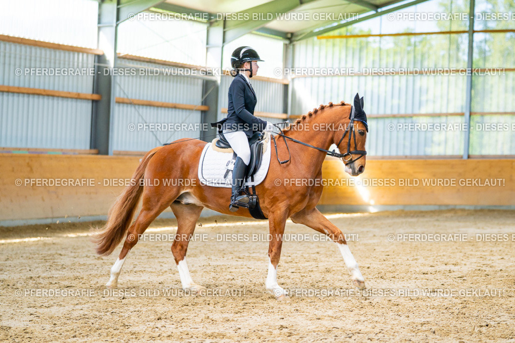 DSC06879 | Pferdegrafie