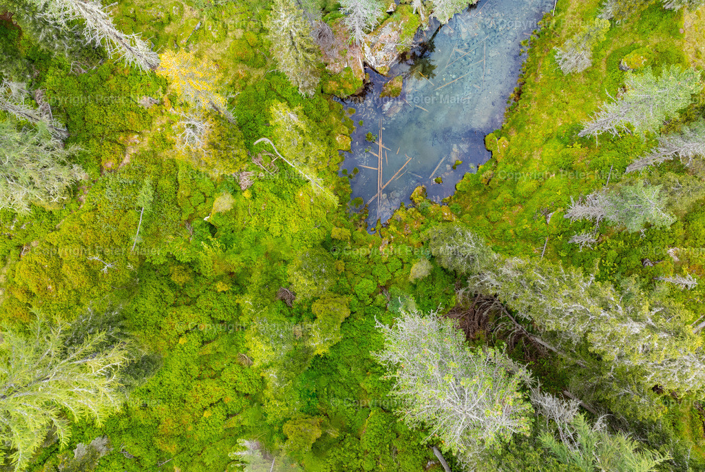 Divers_Erlebnisraum_Wald_23_Peter_Maier-52 | default