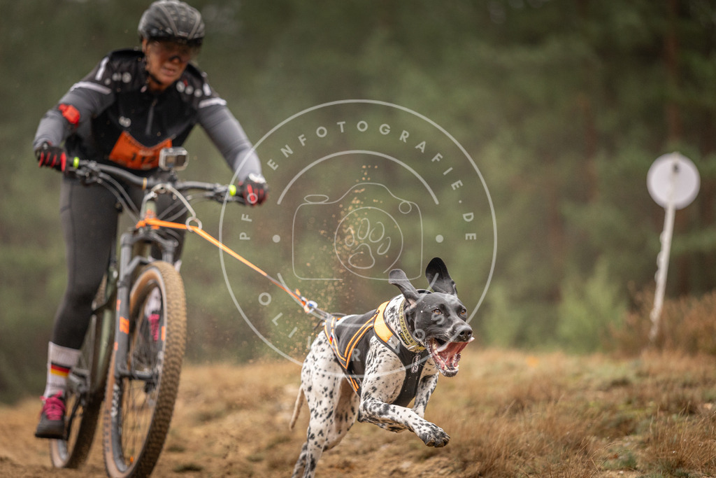 Pfotenfotografie_DV3A3388 | Hundefotografie, Tierfotograf, Pfotenfotografie, Fotoshooting Hund, Hunde Portrait, Hundesport, Hundeportraits, Heideshooting, Hunde, Sportfotograf, Hundefotograf, Turnierhundsport, THS,  - Realisiert mit Pictrs.com
