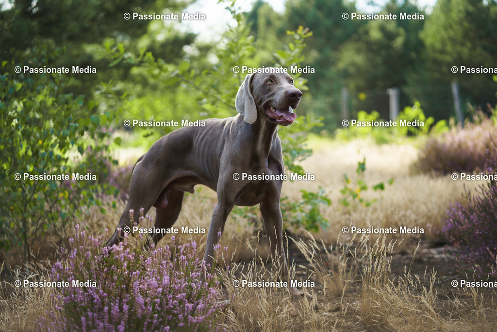 _DSC2903 | Passionate Media, dein Fotograf aus Brandenburg, Märkisch Oderland, im Bereich Motorsport, Autos und Motorräder sowie Events und auch Hunde. Shootings oder auch Eventbegleitungen können bei mir gebucht we