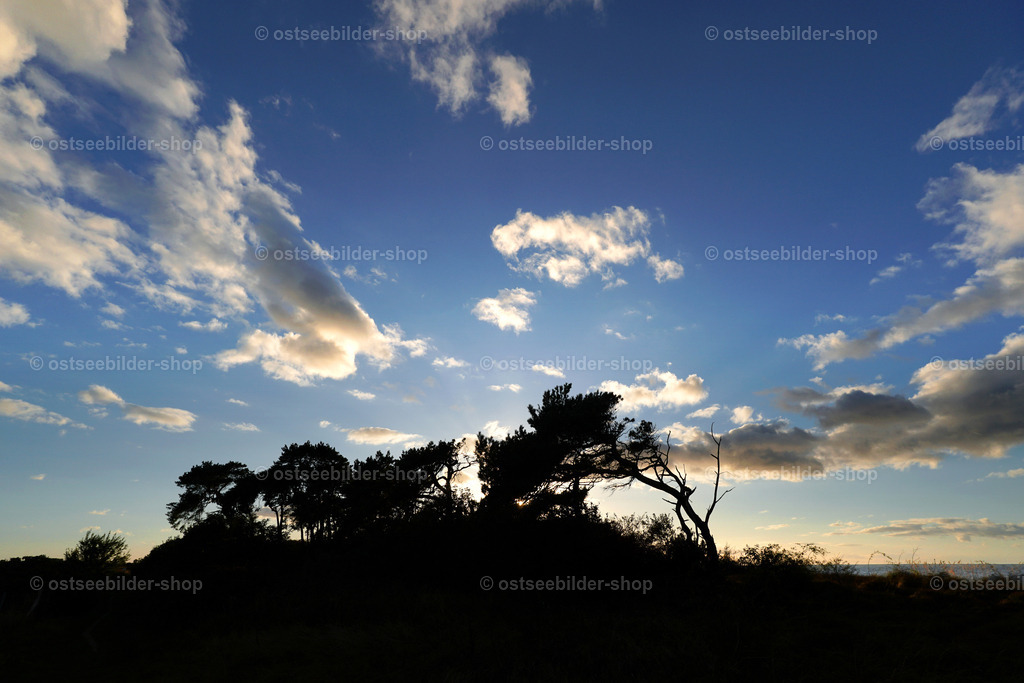 Windflüchter und Abendhimmel | Vor der leuchtenden Kulisse des Abendhimmels zeichnen sich die Silhouetten einer Gruppe von Windflüchtern auf der Steilküste ab.