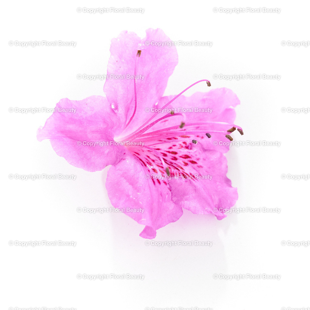 Rhododendron-obtusum-Koenigstein-89423-HS-75 | Onlineshop für hochwertige Wandbilder. Bei uns findet ihr selbstgestaltete Blumenmotive. Das perfekte Geschenk, als Praxisdeko oder die eigene Wohnung. Alle künstlerischen Blumenfotos sind auf Leinwand, FineArtPrint, Kunstdruck und vielem mehr zu erwerben - Realisiert mit Pictrs.com