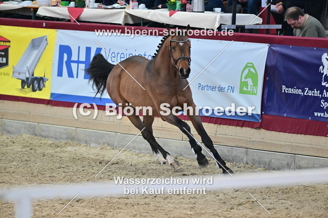 32_Crack - Colman_790_7699 | Björn Schroeder Pferdefotografie