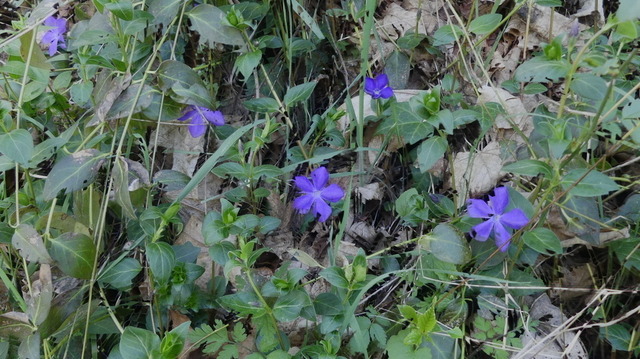 Kleines Immergrün | Verkauf von Fotos und  Videoclips zumThema Natur.Motive sind Pflanzen, Tiere, Landschaftenund Wetter - Realisiert mit Pictrs.com