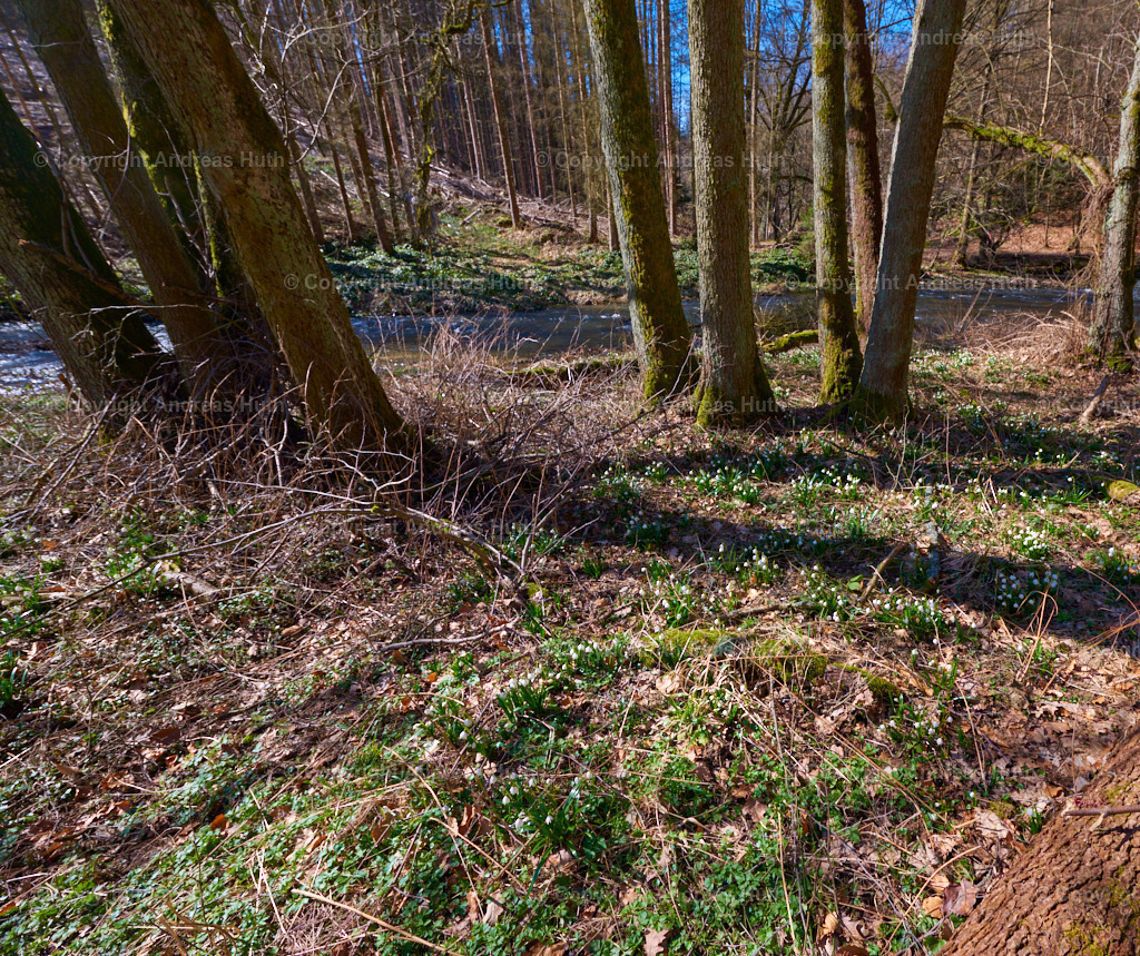 Bei den Märzenbecherwiesen im Polenztal 01 | Bedeutsame Landschaften Deutschlands - Realisiert mit Pictrs.com