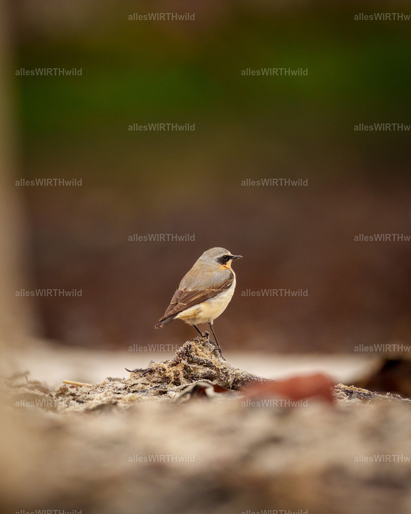 allesWIRTHwild.de - 7IV00420 | Entdecke die faszinierende Welt der Natur- und Wildlife-Fotografie von Daniel und Bärbel. Inspirierende Bilder von wilden Tieren und kleinen Naturwundern.