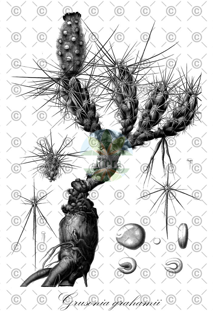 HistAbb_wfo-0000873566_1_ENZY_Simple | Historische Abbildung von Grusonia grahamii - Cactaceae | Historical Illustration of Grusonia grahamii - Cactaceae