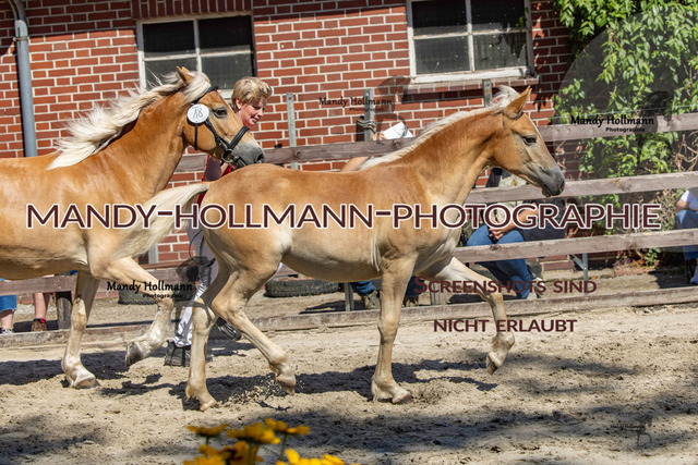 Badbergen RR-703 | mandyhollmannphotographie