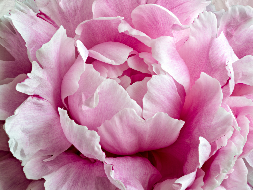 Peony Pink | Fotos in hoher Qualität, extrem scharf, viele schöne Details mit leuchtenden Farben. Blütenbilder für Zuhause, Praxis, Kanzlei oder Büro. Aufnahmen in Low Key, nahezu monochrom. Hochwertige Materialien: Alu Dibond, Hahnenmühle, Forex, Fotodrucke. - Realizzato con Pictrs.com