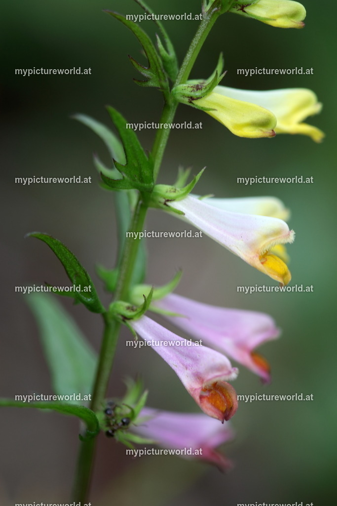 Wiesen-Wachtelweizen-002 | Das Bilderarchiv über Tiere, Planzen und Landschaften. In der Bilddatenbank finden Sie ein große Auswahl an hochwertigen Bilder für Ihre Werbung - Realized with Pictrs.com