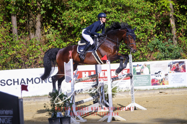 DKP42438 | Deine Turnierfotos vom Reitturnier online kaufen: Dressur, Springen & Siegerehrung. Professionelle Pferdefotografie aus dem Rheinland – als Download & Print.Alternative: Turnierfotograf für den Pferdesport: Finde deine Fotos von Dressur- und Springturnier