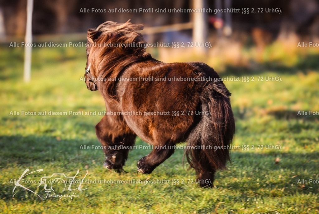 Photo_1735665571995 | krollfotografie - Realisiert mit Pictrs.com