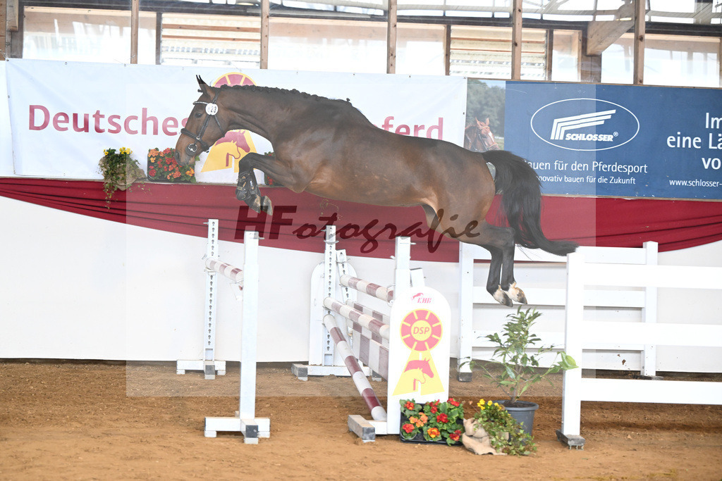 Kat-Nr. 23 I m Special Elly v. Eldorado v d Zeshoek_Rother-Link_16250813 | hf-fotografie - Realisiert mit Pictrs.com