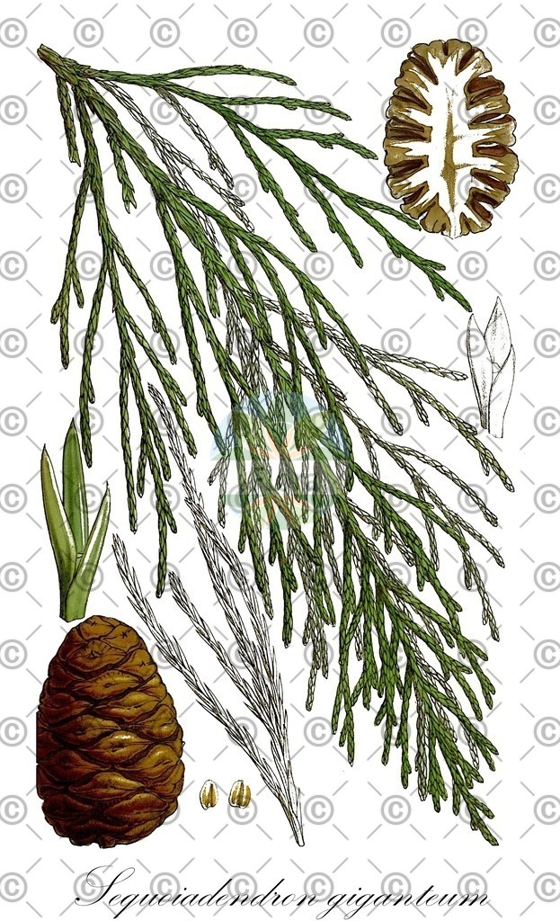 HistAbb_wfo-0000818819_1_ENZY_Simple | Historische Abbildung von Sequoiadendron giganteum - Cupressaceae | Historical Illustration of Sequoiadendron giganteum - Cupressaceae (wellingtonia;giant sequoia;bigtree;sierra-redwood;big tree;giant redwood;mammoth tree)