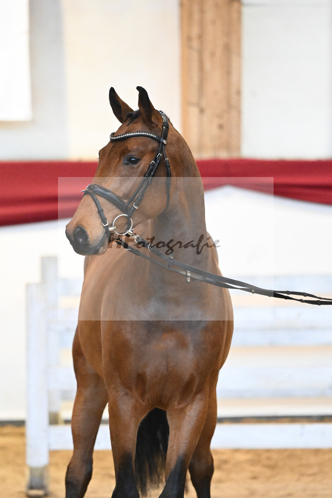 Kat-Nr. 34 Herald x Nimmerdor_Stahl_43231332 | hf-fotografie - Realisiert mit Pictrs.com