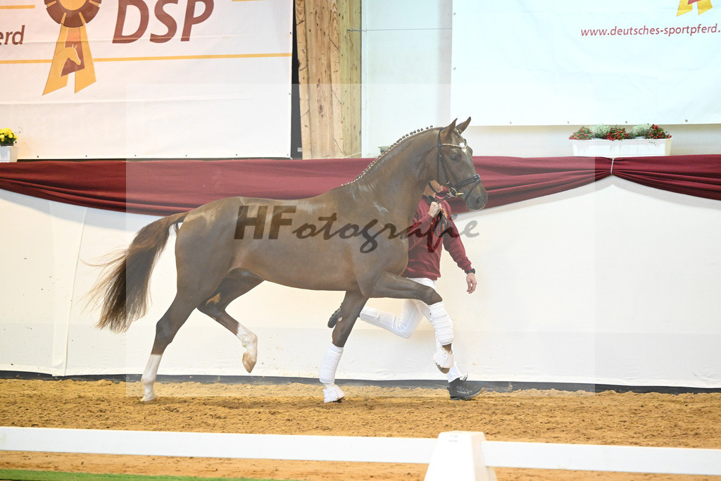 Kat-Nr. 58 v. Vivino_Gestuet Greim_66222300 | hf-fotografie - Realisiert mit Pictrs.com