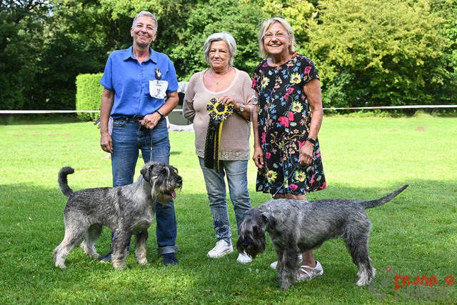 Ausstellung des Pinscher Schnauzer-Klub | Ausstellung des Pinscher-Schnauzer-Klub, OG München in Gröbenzell 30.07.2023 Foto: Leo Wyden