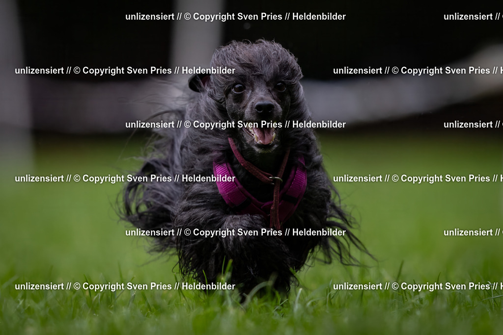 Sven Pries | 2024-10-19 - Hunderennen Ober-Grombach - Realisiert mit Pictrs.com