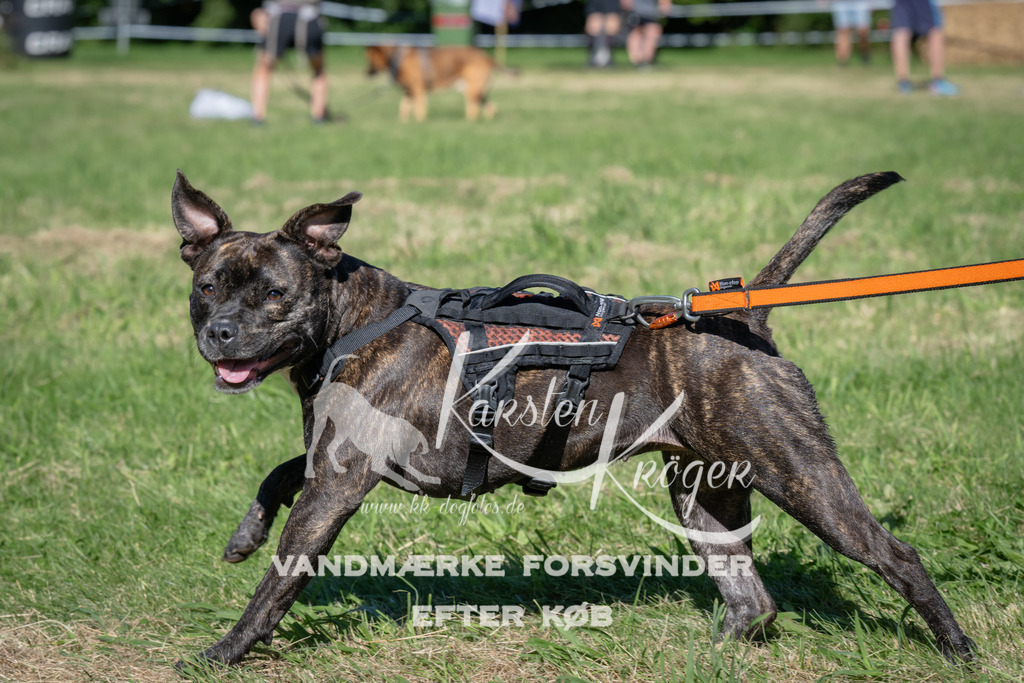 1025_ZZ98553 | kk-dogfotos