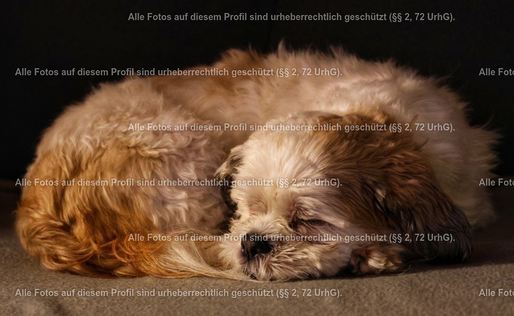 20240220222032_0C4A1737_2-01 | krollfotografie - Realisiert mit Pictrs.com