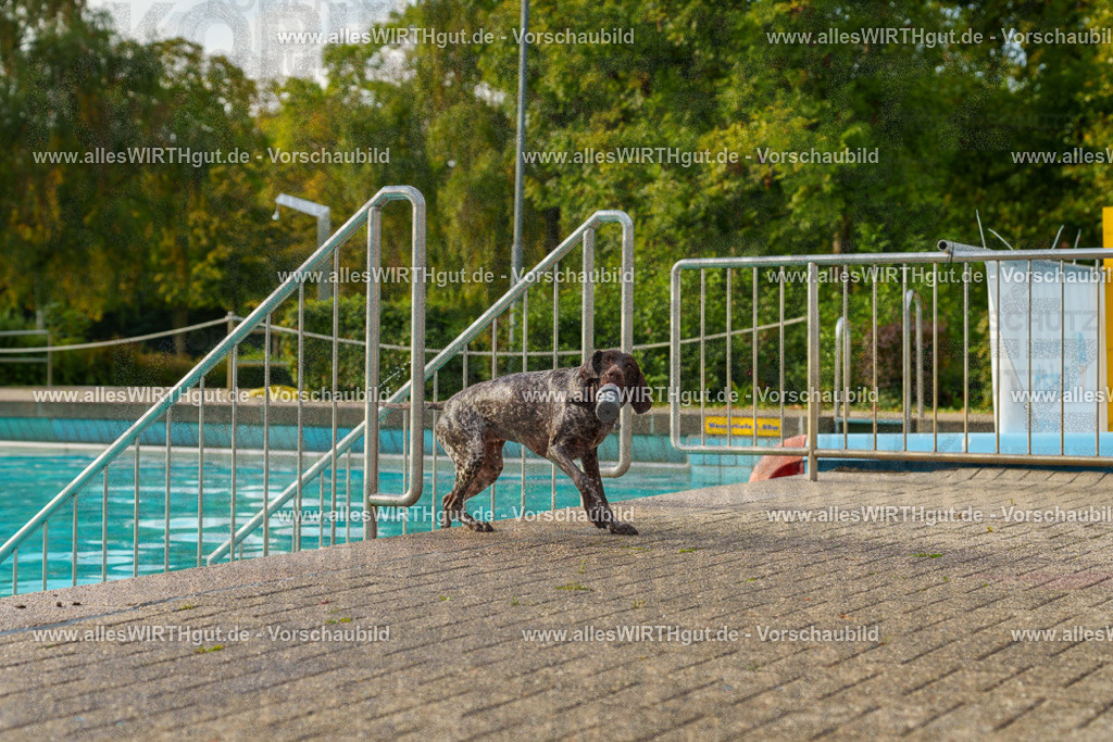 Hundeschwimmen_Grefrath_2026-allesWIRTHgut_Tierfotografie-09_22-7R502232 | Professionelle Tierfotografie in Mönchengladbach von Daniel Wirth (allesWIRTHgut). Liebevolle & natürliche Bilder von Hunden & Katzen für unvergessliche Erinnerungen.
