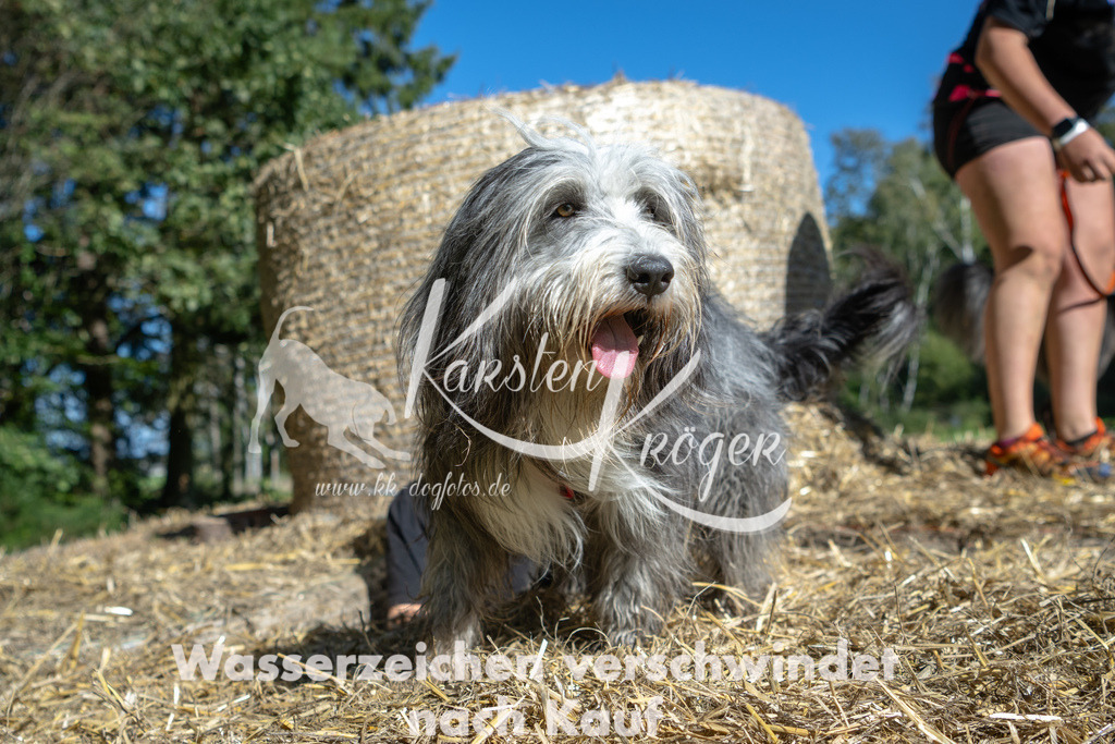 1209_ZZ90588-2 | kk-dogfotos