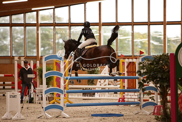 1J2A7273Fiby Sosna_ D_Amour du Foret Z_ Kn197_ Glantz_ Hohen Wieschendorf | Foto- und Videografie für alles rund ums Pferd. Hochwertige Bilder und Videos vom Spring- und Dressurreiten, Voltigieren & mehr. Jetzt aktuelle Veranstaltungen und Preise im Shop ansehen. - Realisiert mit Pictrs.com