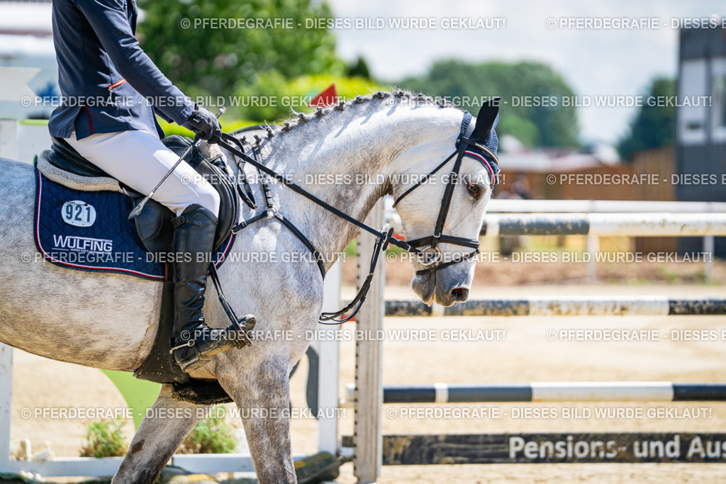 DSC05141 | Pferdegrafie