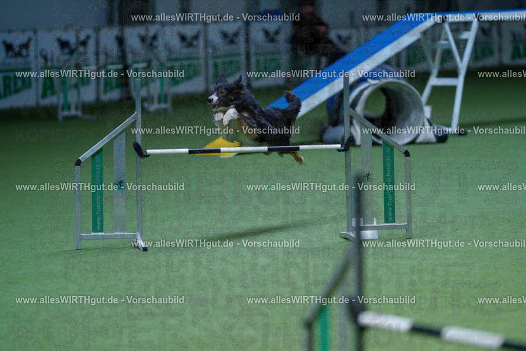 @allesWIRTHgut_Tierfotografie - www.allesWIRTHgut.de - 2604251233-7R502128 | Professionelle Tierfotografie in Mönchengladbach von Daniel Wirth (allesWIRTHgut). Liebevolle & natürliche Bilder von Hunden & Katzen für unvergessliche Erinnerungen.