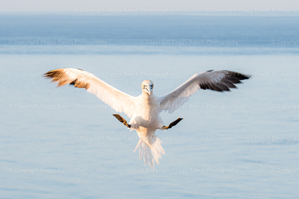 Basstölpel | auf Helgoland - Realisiert mit Pictrs.com