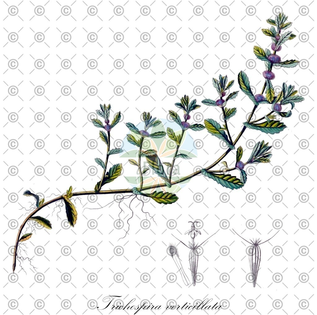 HistAbb_wfo-0001160604_1_ENZY_Simple | Historische Abbildung von Trichospira verticillata - Asteraceae | Historical Illustration of Trichospira verticillata - Asteraceae