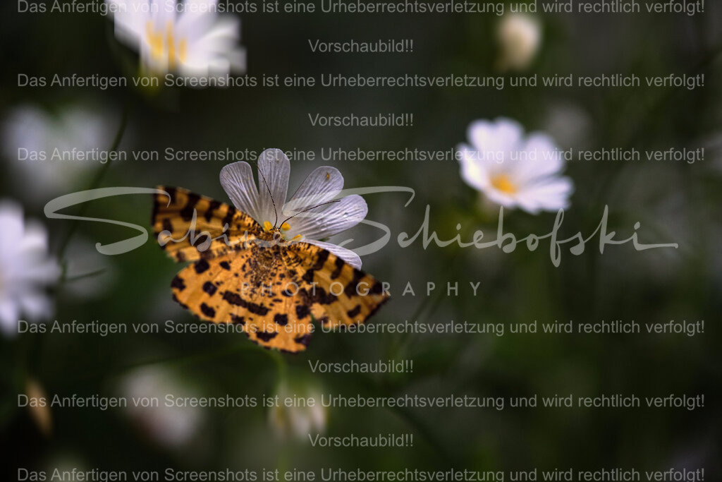 Wandbild Schmetterling | People- und Tierfotografie, Imageaufnahmen, Veranstaltungsfotografie und Wandbilder aus der Natur ★ Made in Germany ✔️ Druck + Downloads ✔️ Naturfotografie in Top Qualität ★ schneller Versand, weltweite Lieferung! - Realisiert mit Pictrs.com