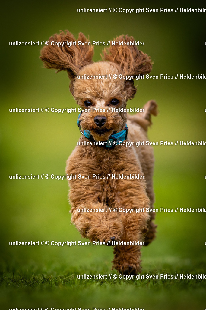 Sven Pries | 2025-04-13 - Hunderennen Baden-Baden - Realisiert mit Pictrs.com