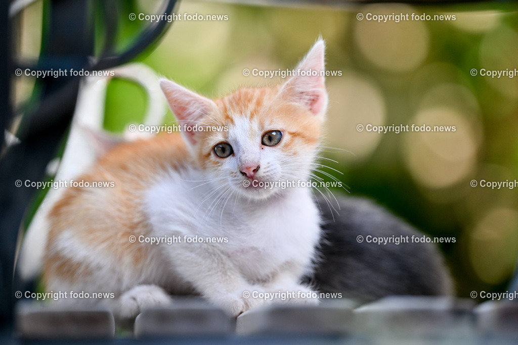 Katze_ Katzen_ 16.10.2024-40 | 16.10.2024, Linz, AUT, Haustier, Katzen, im Bild Haustier, Katze, Katzen, Kater, Stubentiger, Babykatze, Mietze, Fellnase, Tierfotografie, Heimtier